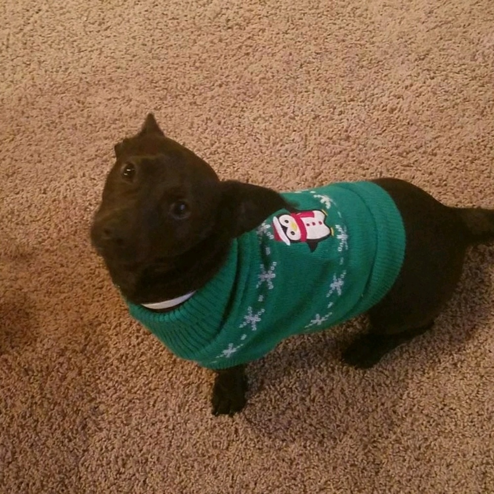 Meet your Posher, Dollie